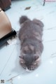 A gray cat laying on the floor next to a toaster.