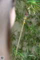 A close up of a plant with flowers on it.